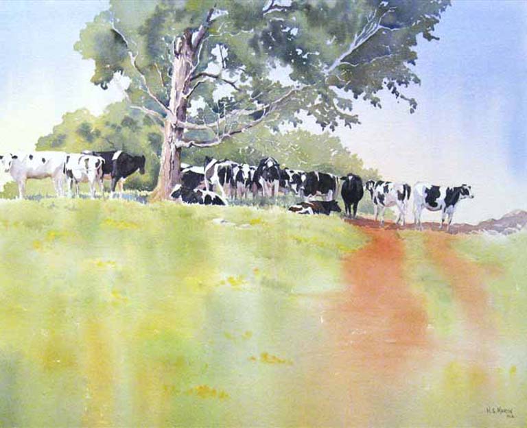 West Brome Cows
